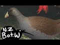 Hodgen's waterhen - New Zealand Bird of the Week