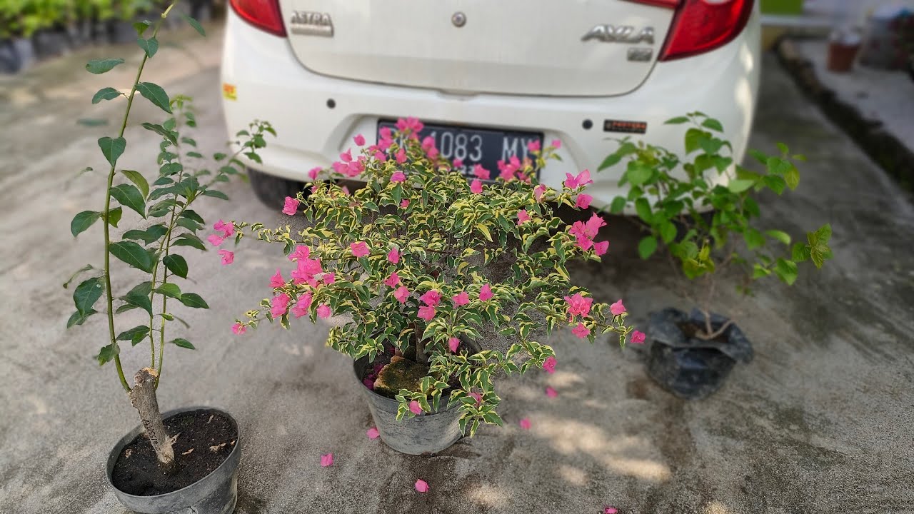 Awas Salah !!! Cara Memangkas Cabang tua Bougenville Agar Tidak menjulur dan Keluar Bunga