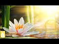 自律神経を整える音楽【副交感神経を優位にする自律神経に優しいbgm】癒しのリラックスBGM♪ヒーリングミュージック｜Original Relaxation Music Video ★170