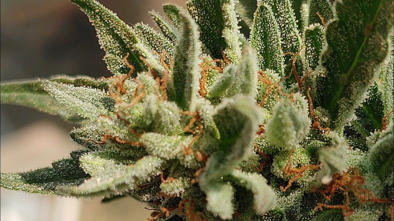 Post Harvest Tips and Tricks