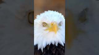 Beautiful Eagle || Cute Birds ytshorts birdslover birdwatching birds wildlife birding viral