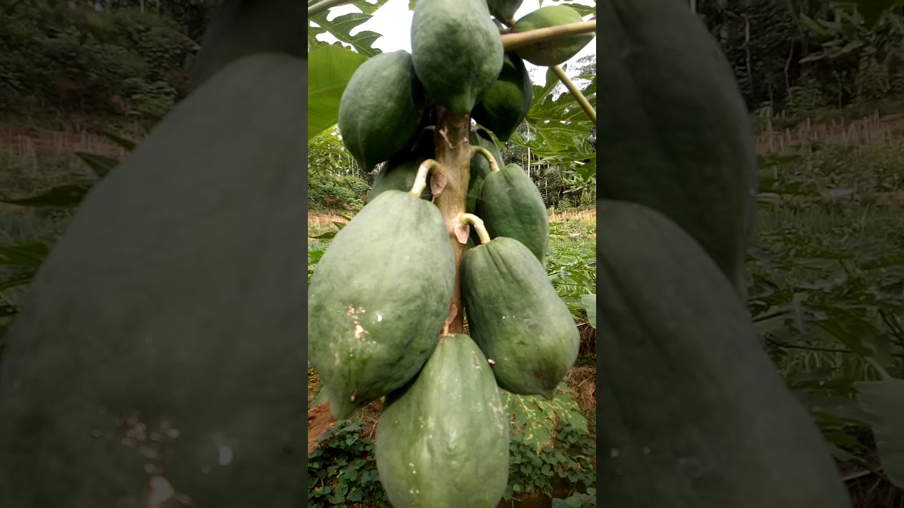 Berternak ikan dan pepaya 