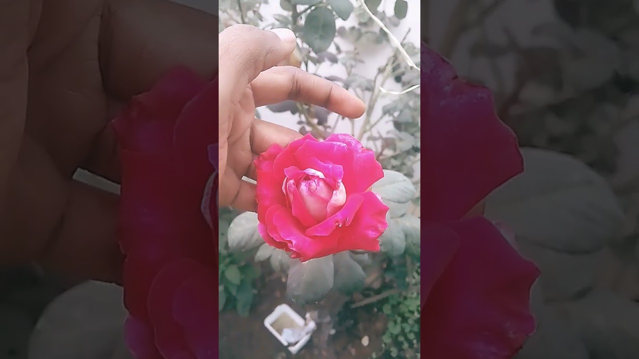 Light pink rose(Mani creative world)