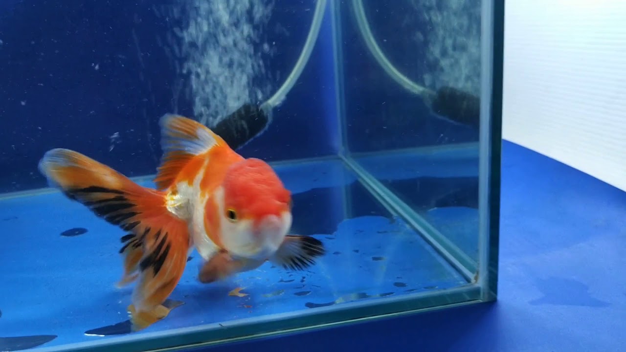 Ikan Mas Koki Oranda Tri color 10-11 cm IKANESIA FRESHWATER FARM - YouTube