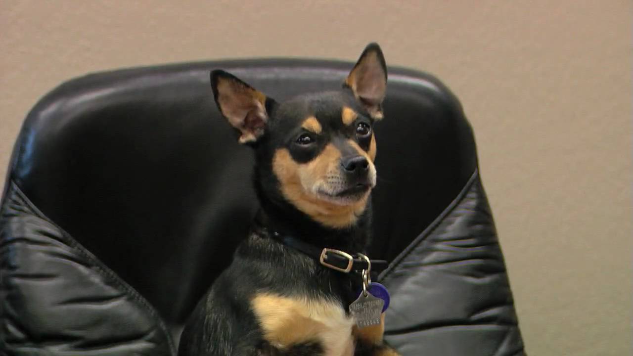 Public service announcement for the Nevada SPCA no kill animal shelter