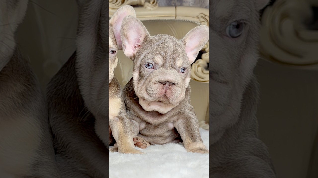 Дан породные линии: стандартная и Big Rope (массивная, выразительная)Isabella New Shade.