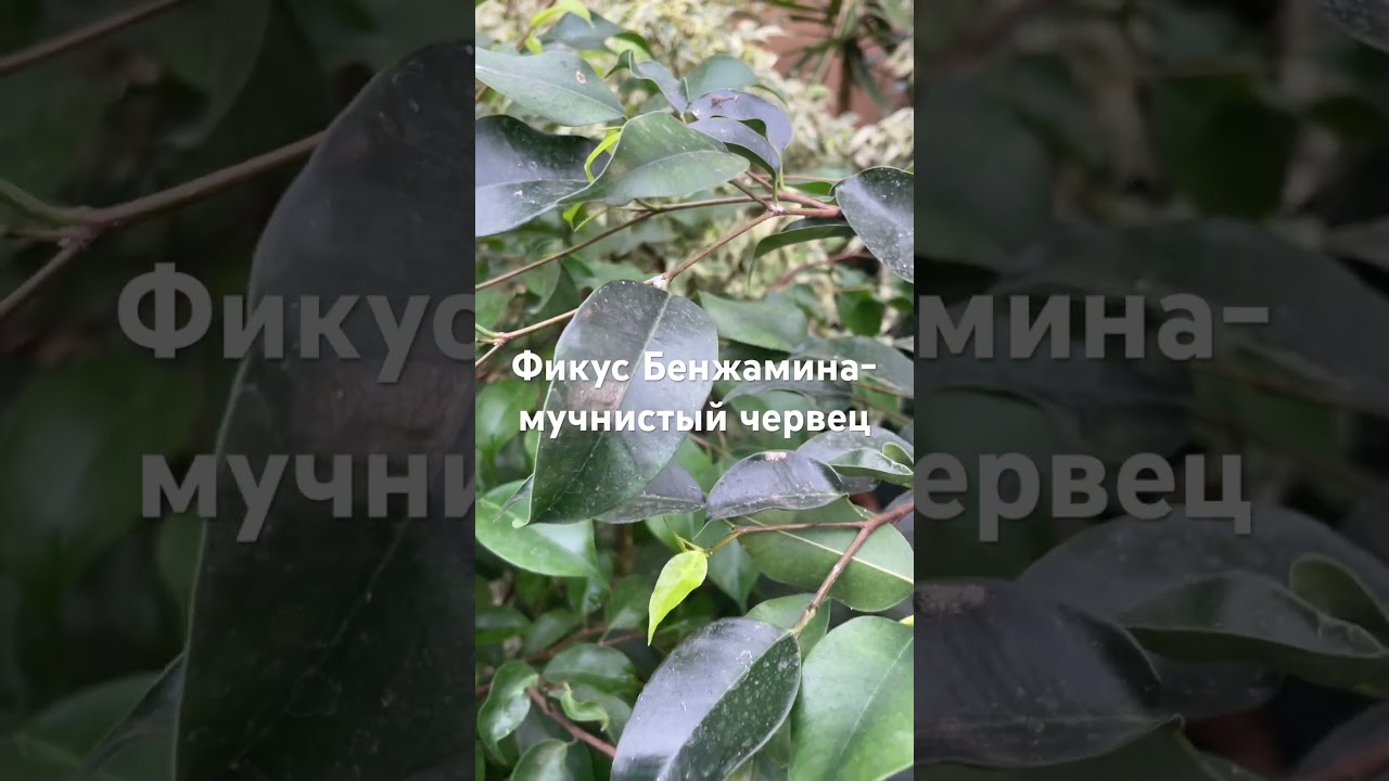 #мучнистыйчервец