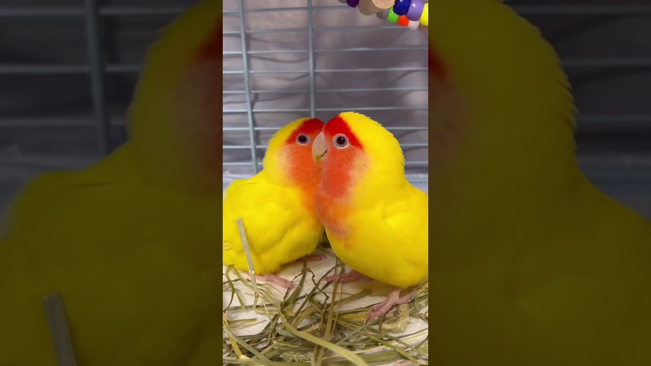 Two sweetie lovers Citrine & Pearl, they are sweet as honey.🐥❤️🐥  