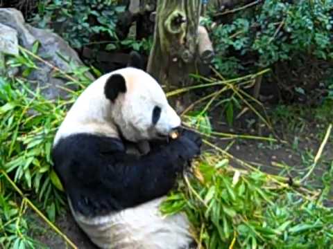 What do pandas eat besides bamboo?