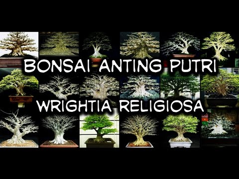 BONSAI BONSAI ANTING