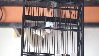 Ciblek gunung konslet 😭