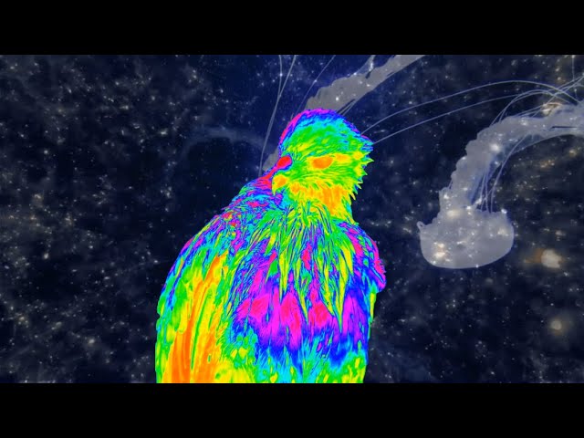 Watch E-CoCo - Fly (Official Visualizer) on YouTube Watch E-CoCo - Fly (Official Visualizer) on YouTube
