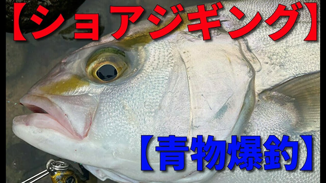 ブログ ショアジギング青物 カンパチとまさかの 鯛ｗ合わせて3匹ゲット