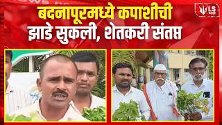 Jalna Farmers Protest | Crop Damage | बदनापूरमध्ये कपाशीची झाडे सुकली, शेतकरी संतप्त