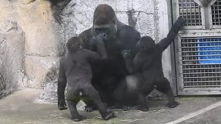Gorilla D'jeeco family 吃 / Jabali Ringo 邊吃邊玩。追逐。乾草。跟 dad mom aunt 互動 2024-4-26 9:52-10:40