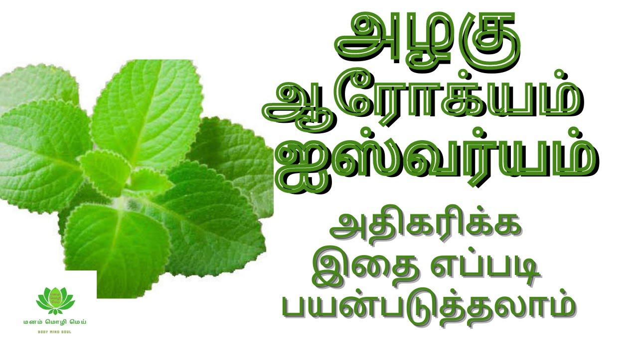 karpooravalli leaf benefit in Tamil/omavalli ilai uses/ how to use