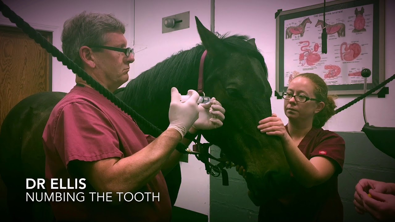 Equine Tooth Extraction YouTube