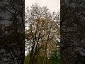 POV: the leaves are changing colors!! 🍂🍁💕