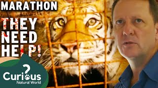 Trapped Tigers With Cage Stained With Bloodprints | Wild Animal Rescue | Curious?: Natural World