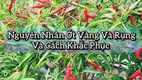 cách trồng ớt | khắc phục ớt vàng lá rụng lá 👍