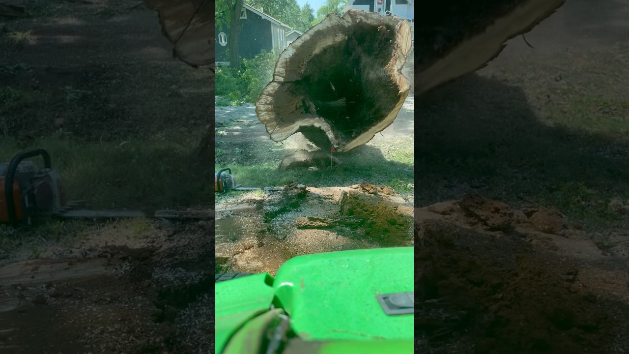 TIMBER | Felling DANGEROUS Silver Maple! 