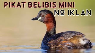 Pikat Belilis mini || Burung Titihan Telaga