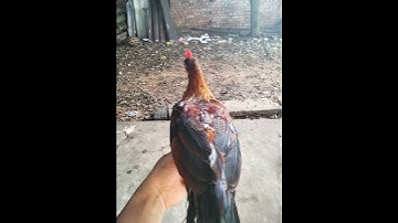 gà rừng tơ tập gáy