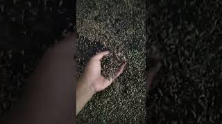 Download Lagu maggot MP3