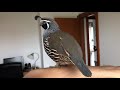 My pet california quail alvin talks with his sister quasi while standing on my arm