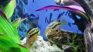 Download Lagu Wow My Pair Of Salvini Rio Candelaria in the Emergency 55 spawned