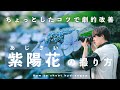 【初心者向け】意識するのは3つだけ!紫陽花の撮影&amp;編集のコツがこれだ...!