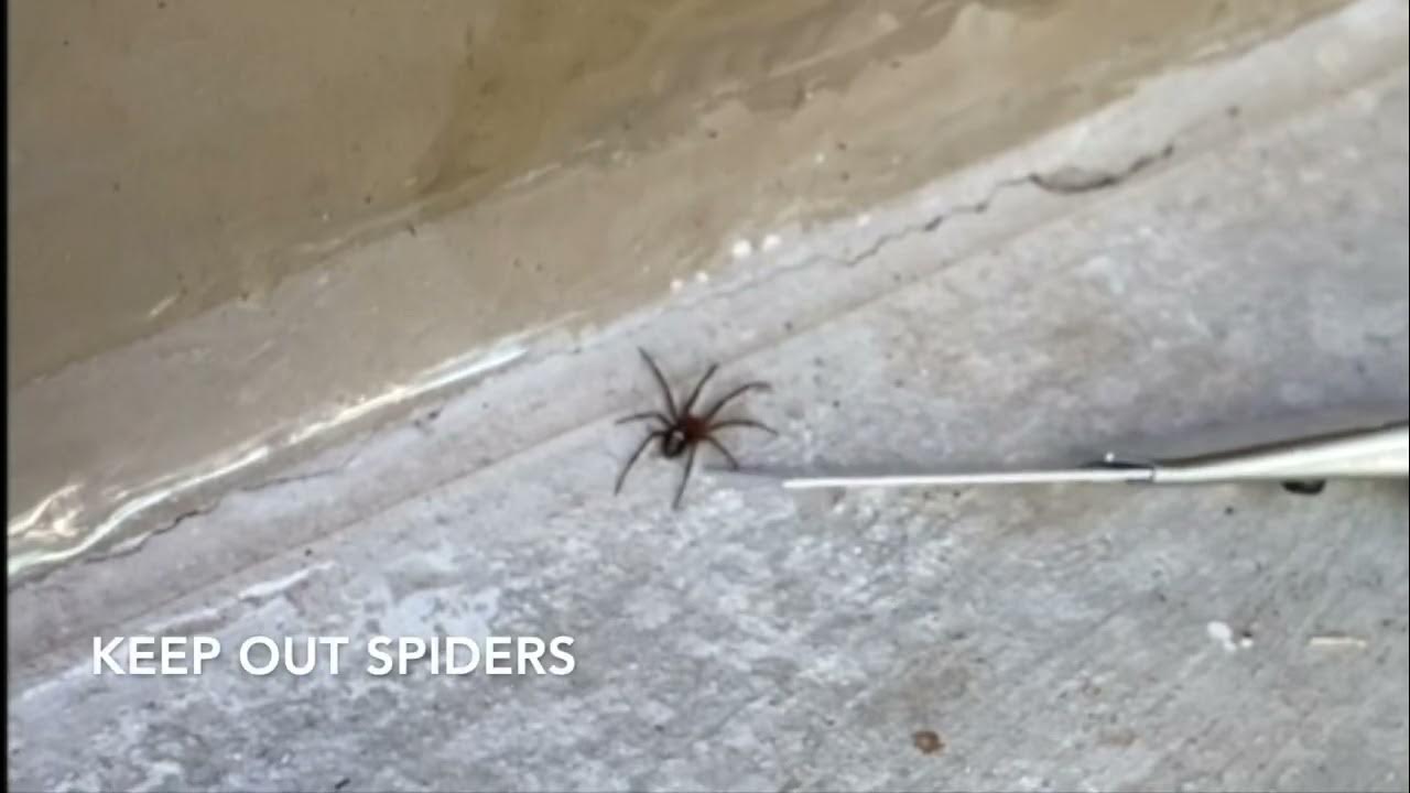 Stop Spiders from getting in your home! YouTube
