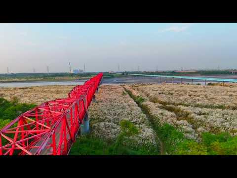 空拍看台灣／西螺大橋下「九月雪」 甜根子草盛開鋪銀白花毯