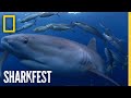 Shark Awareness Day | Pristine Seas | National Geographic