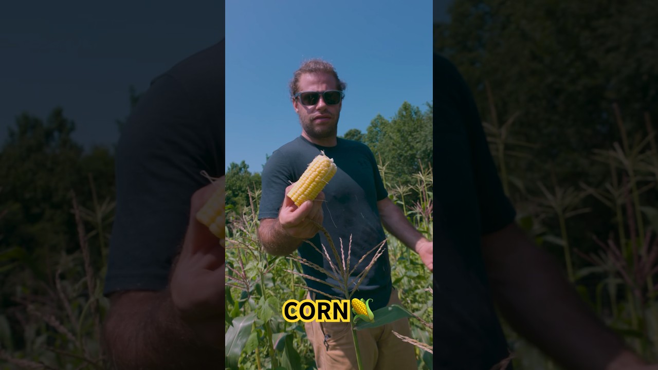 Don’t let good CORN go to waste 🌽 #farmer #homestead #sustainable #gardening #farm #garden #corn