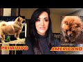 SEU CHOW CHOW E PRIMITIVO OU AMERICANO???? の動画、YouTube動画。