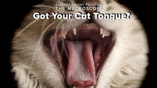 Got Your Cat Tongue?