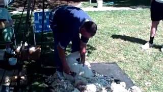 Sheep Shearing in Pontiac, IL July 17th, 2010