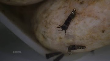 Caddisflies in an Artificial Stream