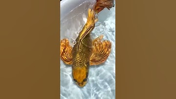 cá chép sư tử gonl #shorts