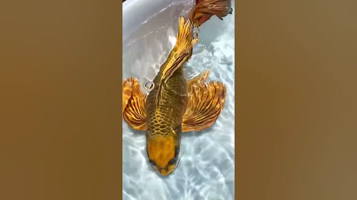 cá chép sư tử gonl #shorts