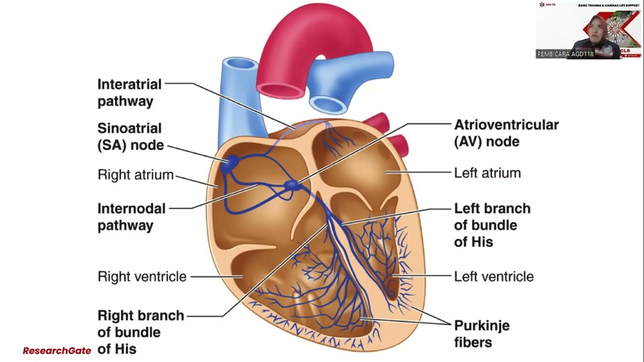 EKG Normal