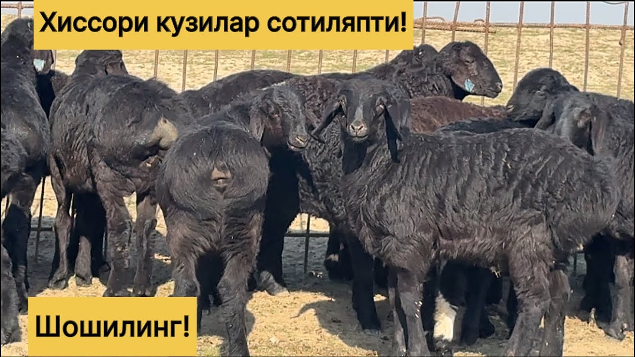 Хиссори кузилар! 877949191☎️