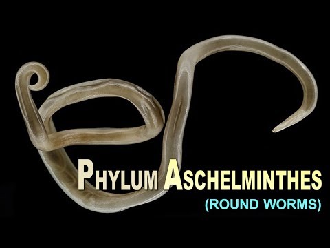 phylum aschelminthes ppt