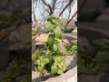 Rarest tiny fruit Berry plant 🌱short #foodshort