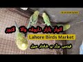 Lahore Sunday Bazar Special offers for subscribers | Amazing Fancy Birds | Parrots, Finches &amp; More