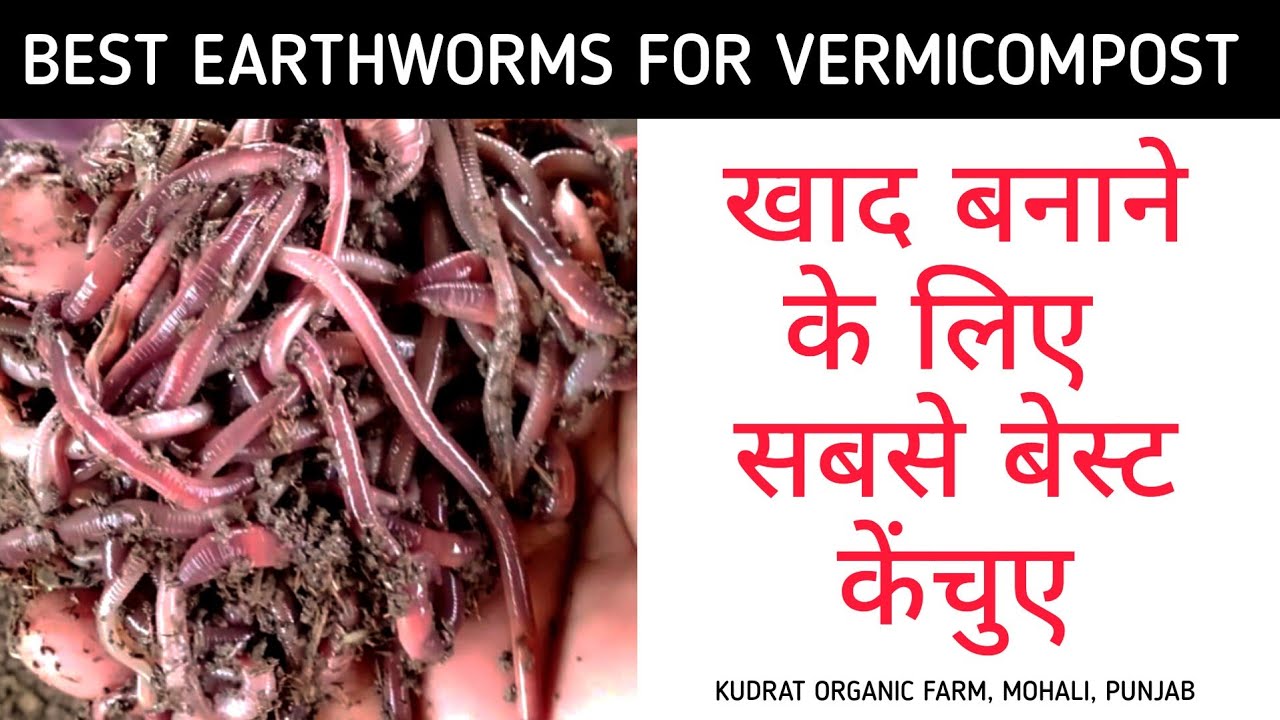 यह है बेस्ट केंचुए खाद बनाने के लिए। Best earthworms for vermicompost 