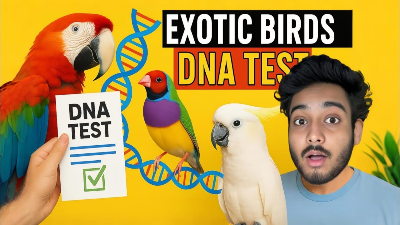 Birds ka DNA test kese kare / parrot Male Female Identify - YouTube