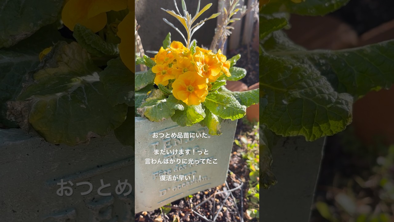 (🌼)おつとめ品コーナーでいちばんに目についた子。葉っぱ痛んでるのでどこまで復活できるかなぁ。。。