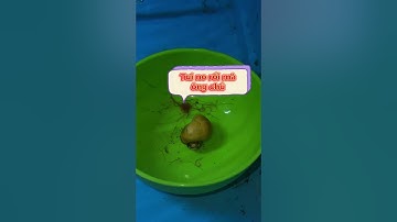 Dấu hiệu nhận biết ốc táo khoẻ mạnh? #anhnuoica #guppy #cabaymau #ca7mau #octao